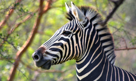 ZEBRE 50×30
