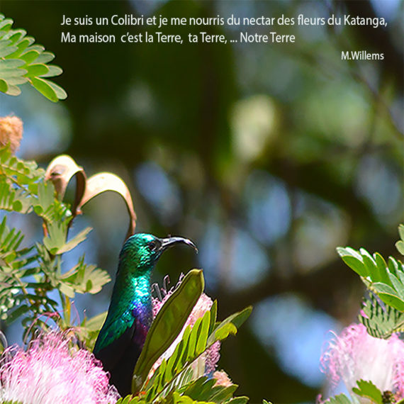 colibri-DETAIL-2-et-texte
